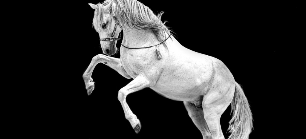Dressage cheval spectacle à Reims,  Epernay & Soissons