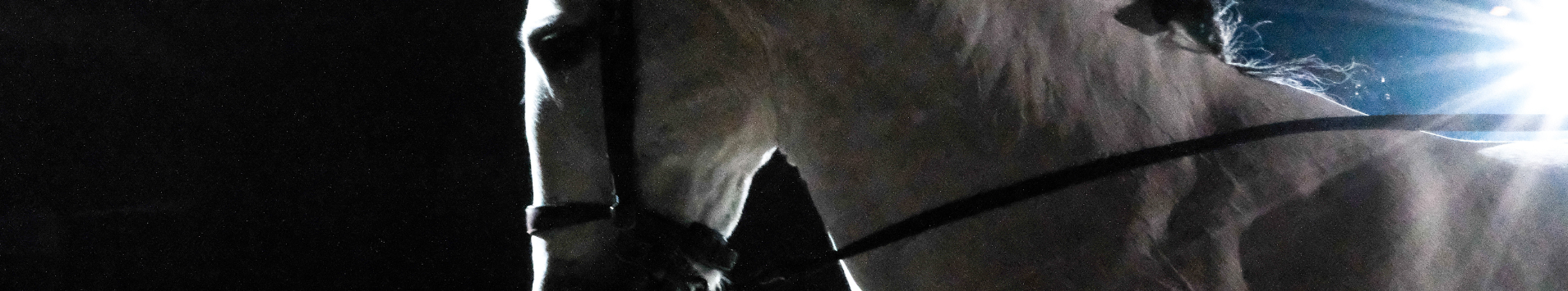 Spectacle équestre à Reims